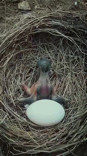 The cuckoo bird VS Eggs | Review All Birds