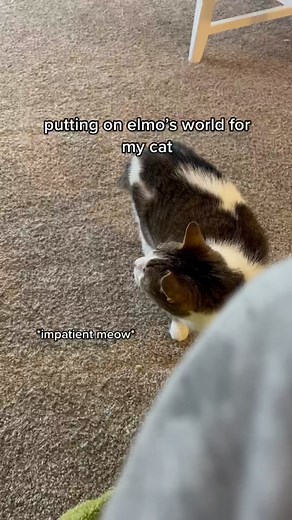 Mr. Noodle: Elmo's World Cat Experience