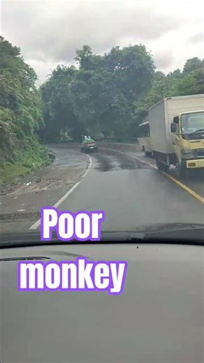 a little monkey digging trash inbthe street 😭