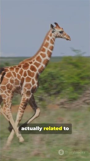 Have you heard of the Okapi!