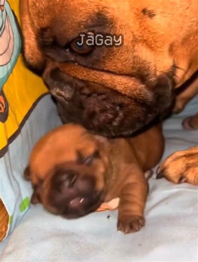 half life (1.1.8) (no effort) #halflife #halflife1 #shorts