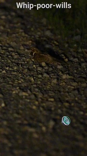 Now this one is a rare sight! The Eastern Whip-poor-will singing it's song along a forest road in the PAWilds. Make sure you have your sound on! . . . . . . . . #nature #pawilds #wildlife #whippoorwill #tamronamericas #teampawild #birdsong #exceptionaleyephotos #nikonusa #tamroncreates #nikoncreators #summertime #summer #animalovers #birds #nightbird #fyp | Exceptional Eye Photos