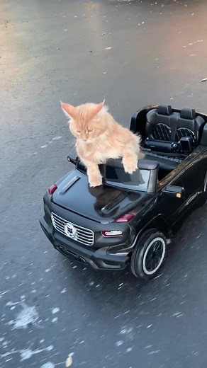 Cool Cat Driving Meme Explained