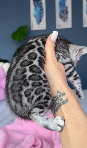Silver Bengal kitty 💞💎 Elite GrandGlow cattery ⚜️ * * * * * * * #bengalkitten #silverbengalkittens #charcoalbengal #charcoalbengalcat #bengalcats #bengallovers #bengalcatworld #bengal #bengalkedisi #gattobengala #bengalkatze #bengalcatworld #bengalbreeder #bengalcat #silvercharcoalbengal #bengalkittensofinstagram #bengalukraine #bengalkiev #bengalboston #bengalmichigan #bengalnyc #bengalkittensflorida #bengalkittenscalifornia #bengallosangeles #bengalsanfrancisco #bengaldallas | Natali Nikolae