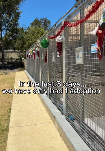 Dogs’ Refuge Home WA on TikTok
