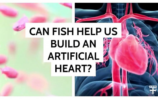 自主生物杂交鱼-由人类心脏细胞制成-像心跳一样游泳｜2022【哈佛大学】