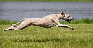 11 Super Fast Types Of Racing Dog Breeds