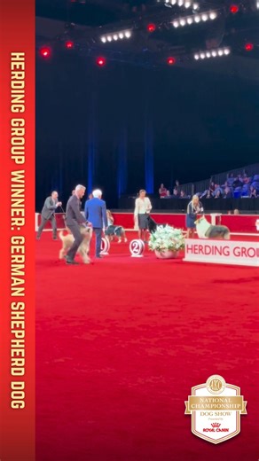 Mercedes the German Shepherd Dog wins the Herding Group! 🏎️ | American Kennel Club