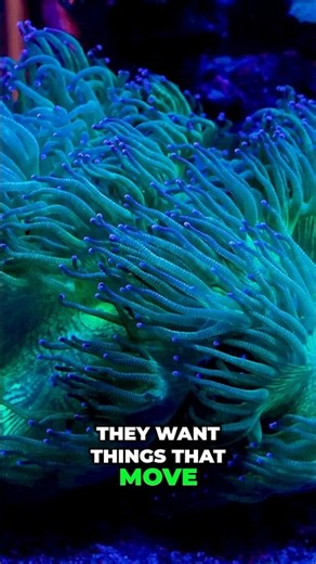 Why Reef Keepers Eventually Fall in Love With Acropora #worldwidecorals #fromourreeftoyours