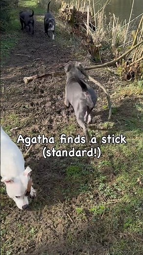 Agatha Finds the Giant Stick | Wolfpack Weekly Episode 1 Preview