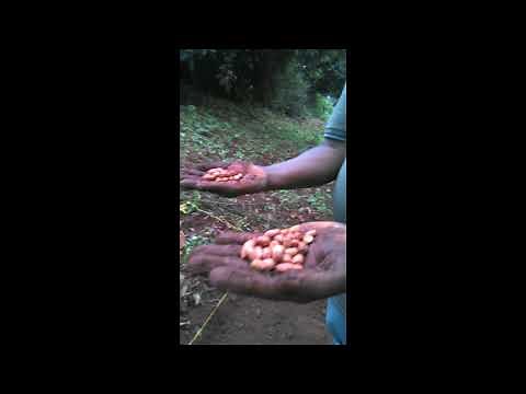 Requiem Kenya - Planting of Shea Nut Trees