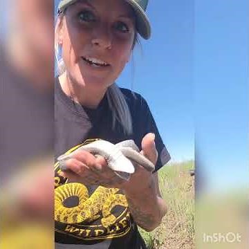 Eastern hognose snake playing dead