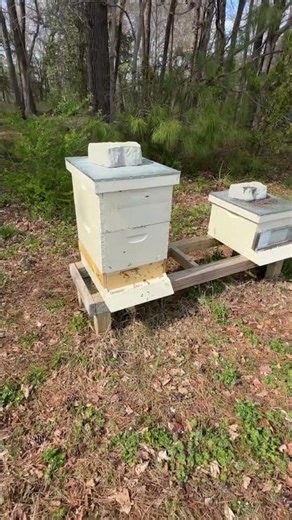 About to do a hive inspection. Hives number 5 and 3 are the only survivors and are doing good.