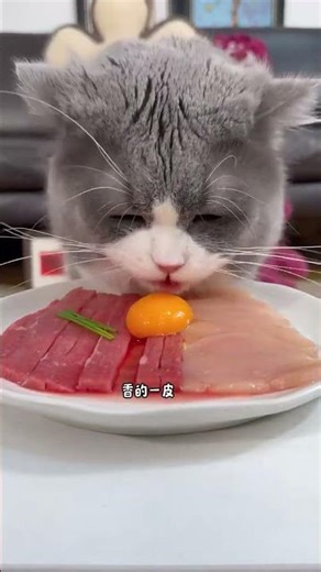 The moment when the kitten eats, it's so cute!