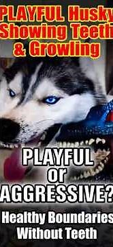 Husky Shows Teeth & Growls at Toy… Playful or Aggressive?