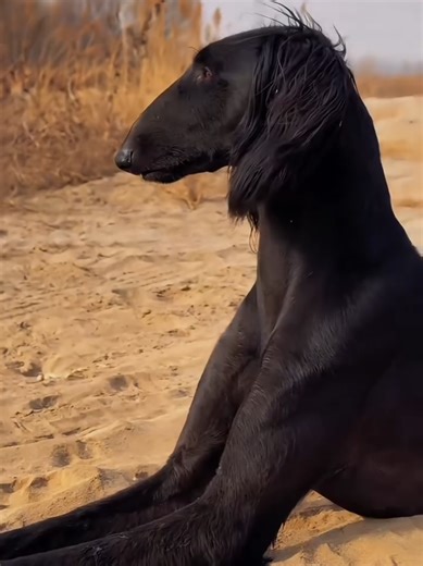 🇩🇿🏁 #saluki #sloughi #galgo #tazi #shikar #borzoi #sighthound #hound #dogportrait #dogphotography #dogphotographer #dogreels #sighthoundlove #dogportrait #bigdogs #doglife #doglife🐾 #showdog #outdoorwithdogs #dogreel #happydogs #happydoghappylife #うさぎ写真家 #うさぎ写真家uta #大久野島 #うた島 #うさぎ #うさぎ島 #rabbitisland #rabbit #bunny