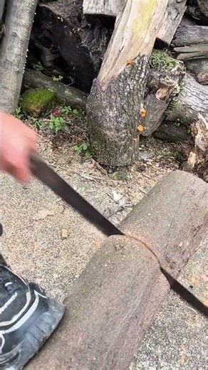Cutting a large wooden log manually using a sharp hand saw to prepare firewood for outdoor fireplace
