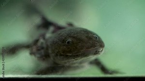 Axolotl swimming in water tank