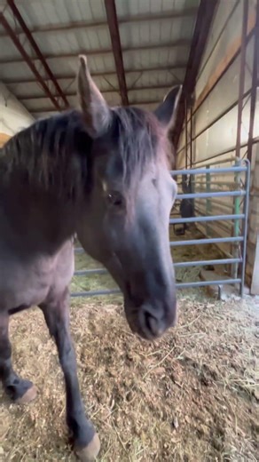 Understanding horse hierarchy could save your life 🐎