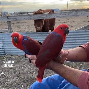 15K views · 318 reactions | Solomon Island Eclectus babies!  These two incredibly sweet girls are looking to find their forever homes  • • • • For more information please see our website or call us 512-956-0937 ❤️ (www.Jcaviary.com)  #eclectusparrot #solomonislandeclectus #babyeclectus #ekkiesofinstagram #eclectusofinstagram #eclectuslove #femaleeclectus #bullsofinstagram #parrotsofinstagram #babyparrots #eclectusroratus | JC Aviary | Facebook