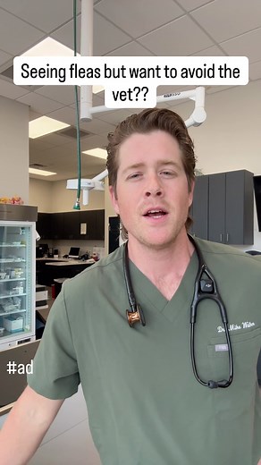 Effective Flea and Tick Prevention for Your Dogs