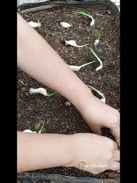 How To Plant Garlic | How to grow Garlic in a Container #shorts #gardening #containergardening