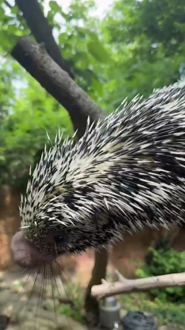 Piper the porcupine plays with curious energy