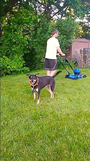 Kobalt 40V Max Electric Mower - Epic Live Demo and Insane Dog Review