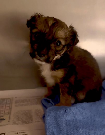 ras roswell animal service tel 5756246722 thumper a female shih tzu mix . 1.80lbs . 9 weeks old . id a010685 | Jo Wallace
