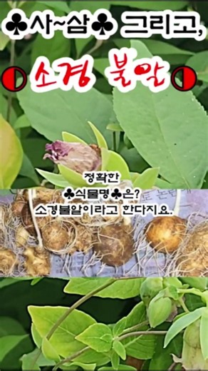 사삼과 ♧소경불알♧#약초#약초꾼#산삼#소경불알#약초산행 #심마니 #야생삼