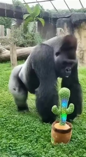 Gorilla Encounter with Talking Cactus Toy at Zoo