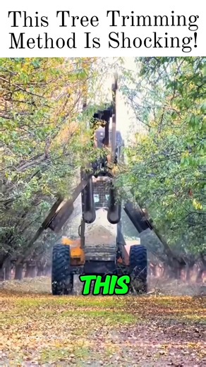 Mathias on Instagram: "This Tree Trimming Method Is Shocking! #fyp #foryoupagereels #Amazing"