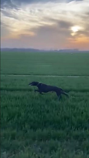 Black Greyhound Lightning Speed Run 🐕 | Fastest Dog Sprint Ever #greyhound #greyhounddog #fastestdog