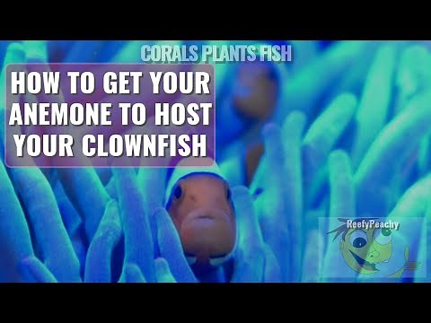 How to get your Anemone to host your Clownfish, Clownfish Hosting Video Series Episode 1