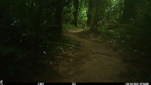 This video shows a Jaguar on the move using the trails at BFREE. It is not unusual for our wildlife cameras to spot jaguars throughout the property. We are always pleased to see them. November 29, 2025 is International Jaguar Day. We'll be joining educators, conservation NGOs, the Zoo and others throughout Belize to share fun facts and celebrate our co-existence with these incredible animals. #sharingonehome #livingwithjaguars #jaguarsandpeople #coexistnotconflict #empathyforjaguars #canticam #w