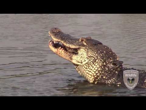 Alligator VS. Garfish