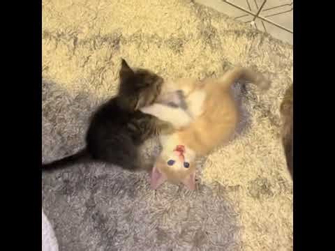 Anxiety Relief for Dogs\n\nWhile You're Away | Calming Music &\n\nAll-Day Videos for Dogs@RobinSeplut