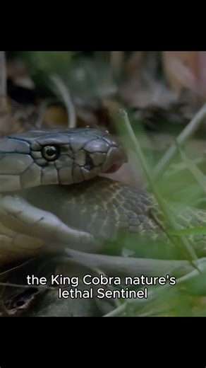Animal World on Instagram: "King Cobra Facts You Didn’t Know #animalworld #amazinganimalsworld #wildlife #kingcobra #cobra"