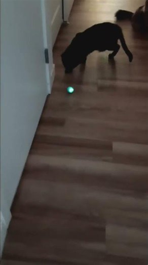 This Smart Cat Ball Keeps Cats Busy for Hours! #petgadgets