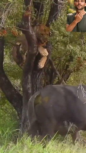 The king climbed to survive. Unity turned the hunt into a retreat.🔥🔥