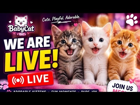 🔴 LIVE: Adorable Kittens Playing Nonstop! 😻🐾 You’ll Love Their Tiny Adventures | BabyCat Vibes