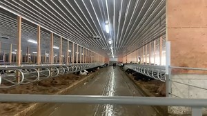Day five we are leaving the cows alone most cows now use sort gates and robots unassisted milk production is at 73 lbs 33 liters First of our 4 start ups has been good | Drumgoon Dairy