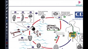 ‏Life cycle of paracitic diseases (Fasciola hepatica) ‎ولا يهمك ✅ ‎مادة البارا ساهلة وتنفهم مع كورس "بعد النصفي" للدكتور المتميز محمد سعيد 🤩 ‎رقم الكورس: 1662668 ‎▶ لأي استفسار: ‎📩 تواصلوا معنا عبر رسائل الصفحة. ‎📲 أو عبر التيليجرام/ الواتساب: 0914176214 | إشرحلي - Eshrah.ly
