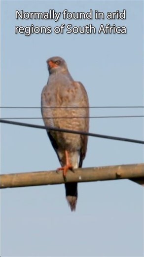 #shorts Pale Chanting Goshawk #birds #nature #wildlife #birdvideos #birdphotos #birdsouthafrica