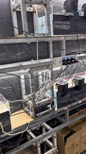 5th Asia Guppy Contest Setup in Guangzhou, China 🇨🇳 Hang on filter per tank 👌🏻 Around 350 entries 🐟 Judging today Awarding on November 7 Stay tuned for more updates! #MRGuppy #DeepBlue #BrandOfChampions | MR Guppy