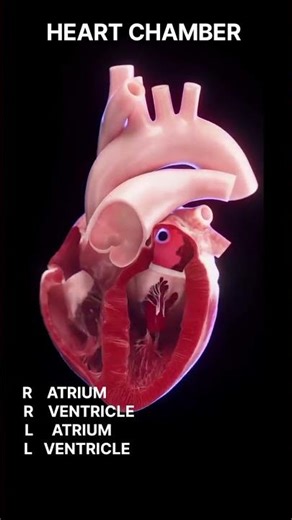 types of heart chamber #heart