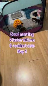 Monday morning awakens kitten choir! #fosterkittens #goodmorning