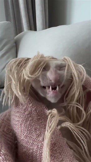 My face a 10, my body tea (Cat Ver.) 🍊✨ | He has NO idea what is on his head Who gave this cat a wig