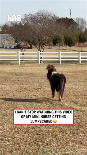 airporttaxibelfast.com for airport and hotel taxi transfers throughout the North & South of Ireland, with a company you can depend on. Where’s your travels taking you? . 🎬 ladbible . #airport #fyp #taxi