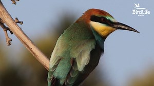 56 reactions · 12 shares | European Bee-eaters (Maltese name: Qerd...